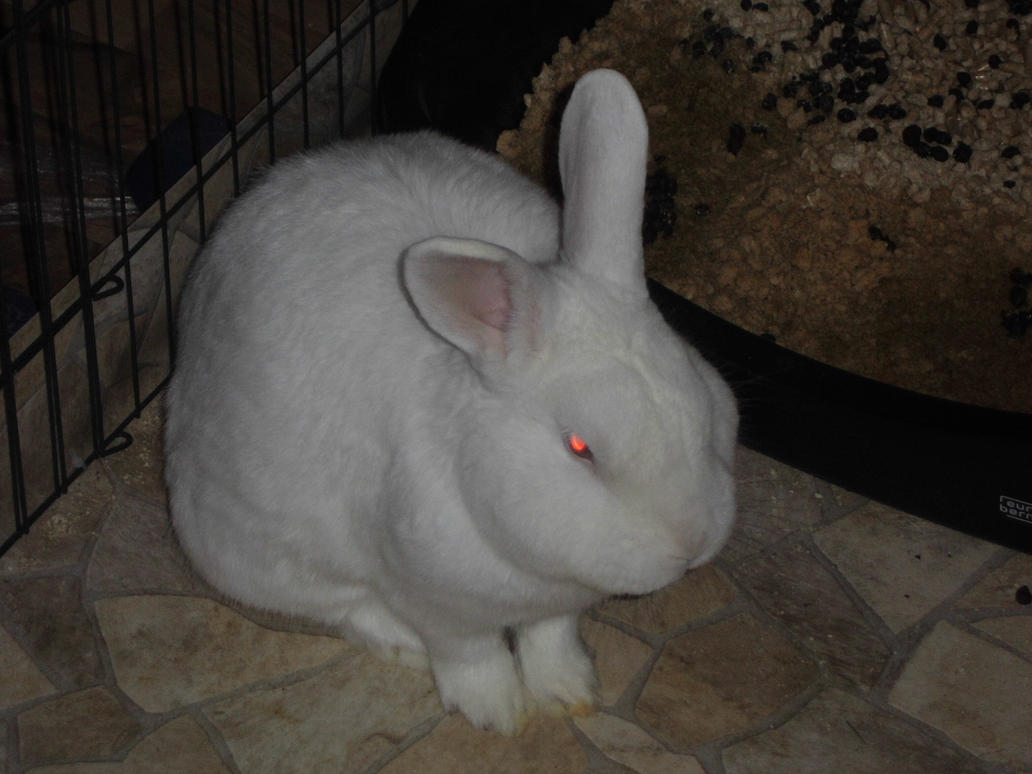 the_evil_rabbit_by_nuklear_bunnies-d9lm1wa.jpg
